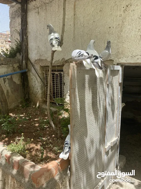 جوزين نوريات زرق مريوش فراخ