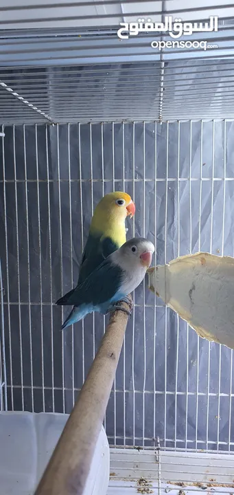 fischer lovebird breeder pair