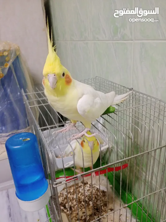 ذكر كوكتيل لاتينو ثوب كامل حجم جامبو عمر سنتين ونصف نصف أليف يصفر تصفيرات كتيرة جاهز للتزاوج
