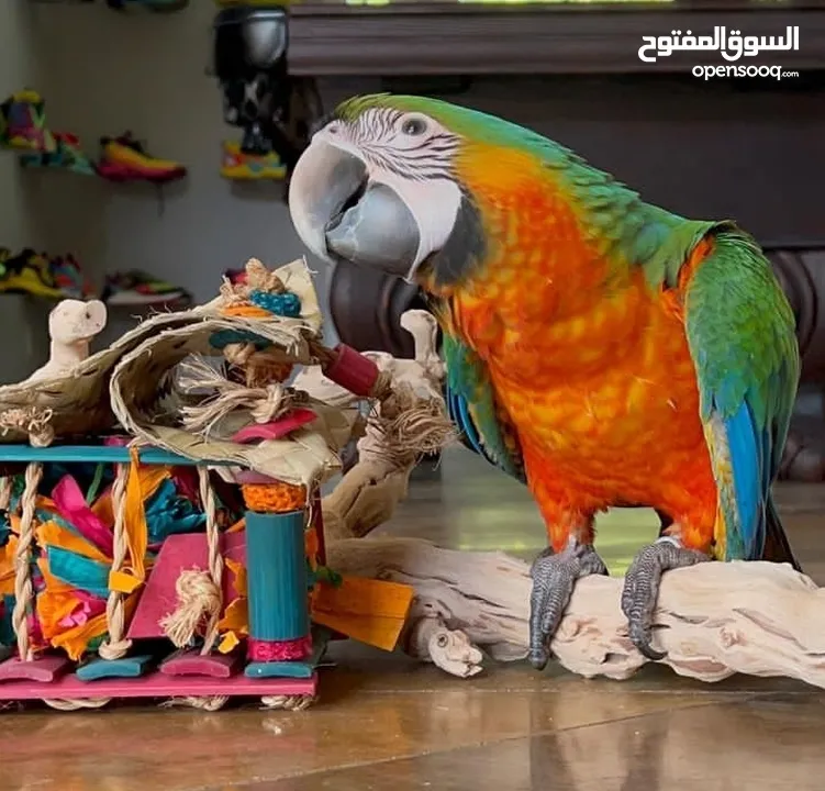 lovely Parrots