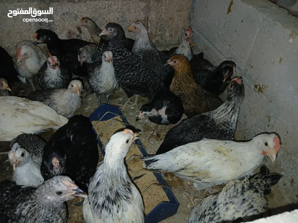 فرخات عمر 3 شهور وشهرين ونص