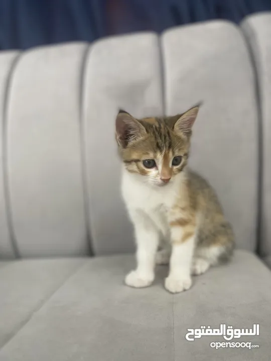 قطط صغيره للبيع kitten for sale