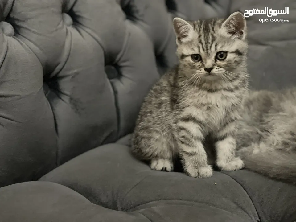كتن سكوتش فولد و ستريت وام منتجه