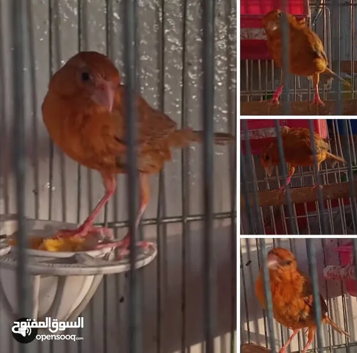 جوز كنار موردي شغلات
