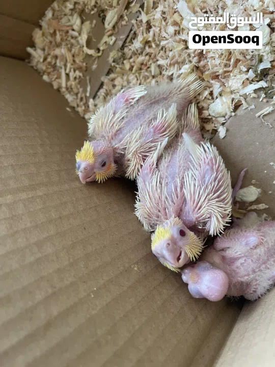 للبيع فروخ كوكتيل لاتينو غر