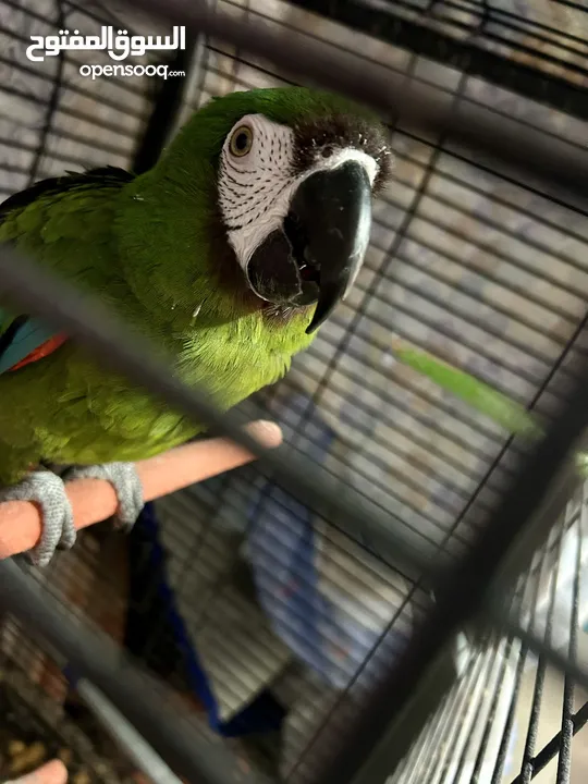 Chestnut-fronted macaw