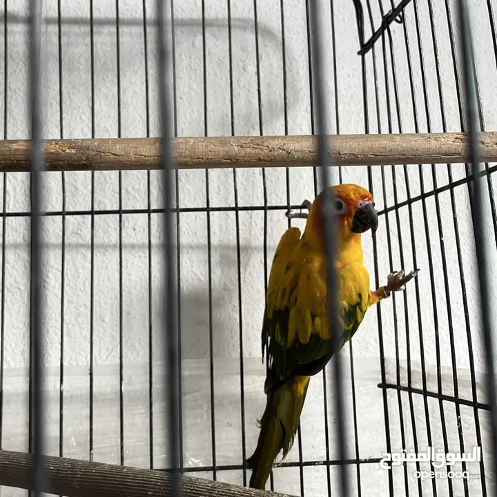 ببغاء صن كنيور  Sun Knior Parrot
