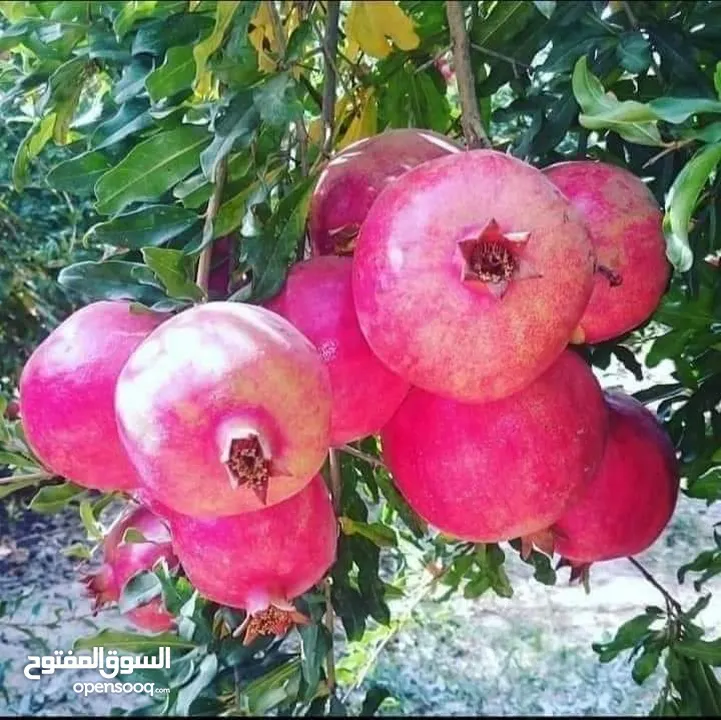 رمان يمني دراجه اولى خاص با التصدير من مؤسسة هاني المهلاء  ابدا الحجز لطلبك قبل ازدحام الموسم