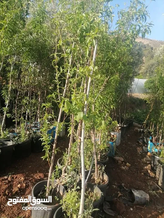زراعة الحدائق