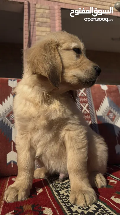 للبيع جراوى جولدن ريتريڤر بيور - for Sale puppies Golden retriever