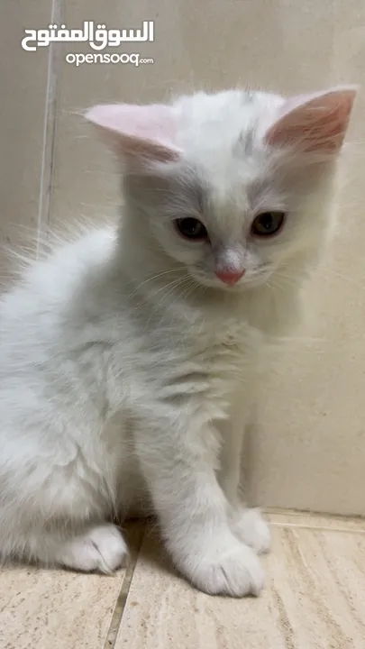 برتش مكس شيرازي