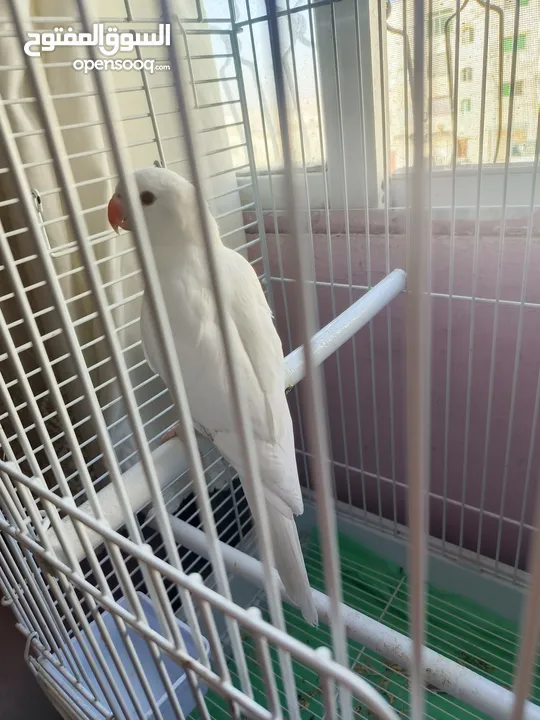 ببغاء دره البينو ابيض عين حمرا اليف جدا ما عندو عض نهائيا ثوب كامل جناح كامل محجل بداية كلام عمر صغي