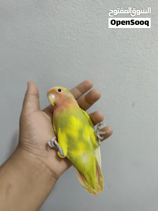 لافبيرد اليف