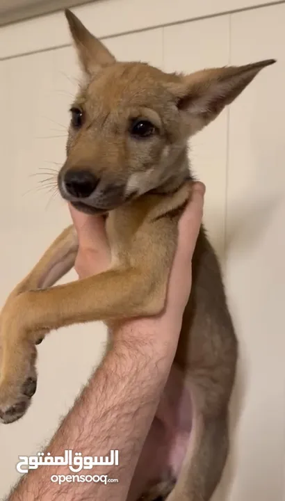 للبيع ذيب صغير اليف  Baby wolf