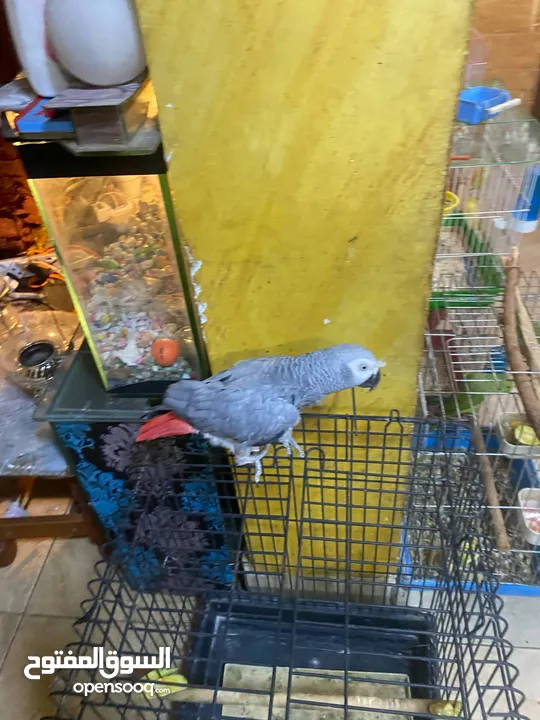 موجود كاسكو متكلم واليف بيطلع عاليد وبحب يلعب