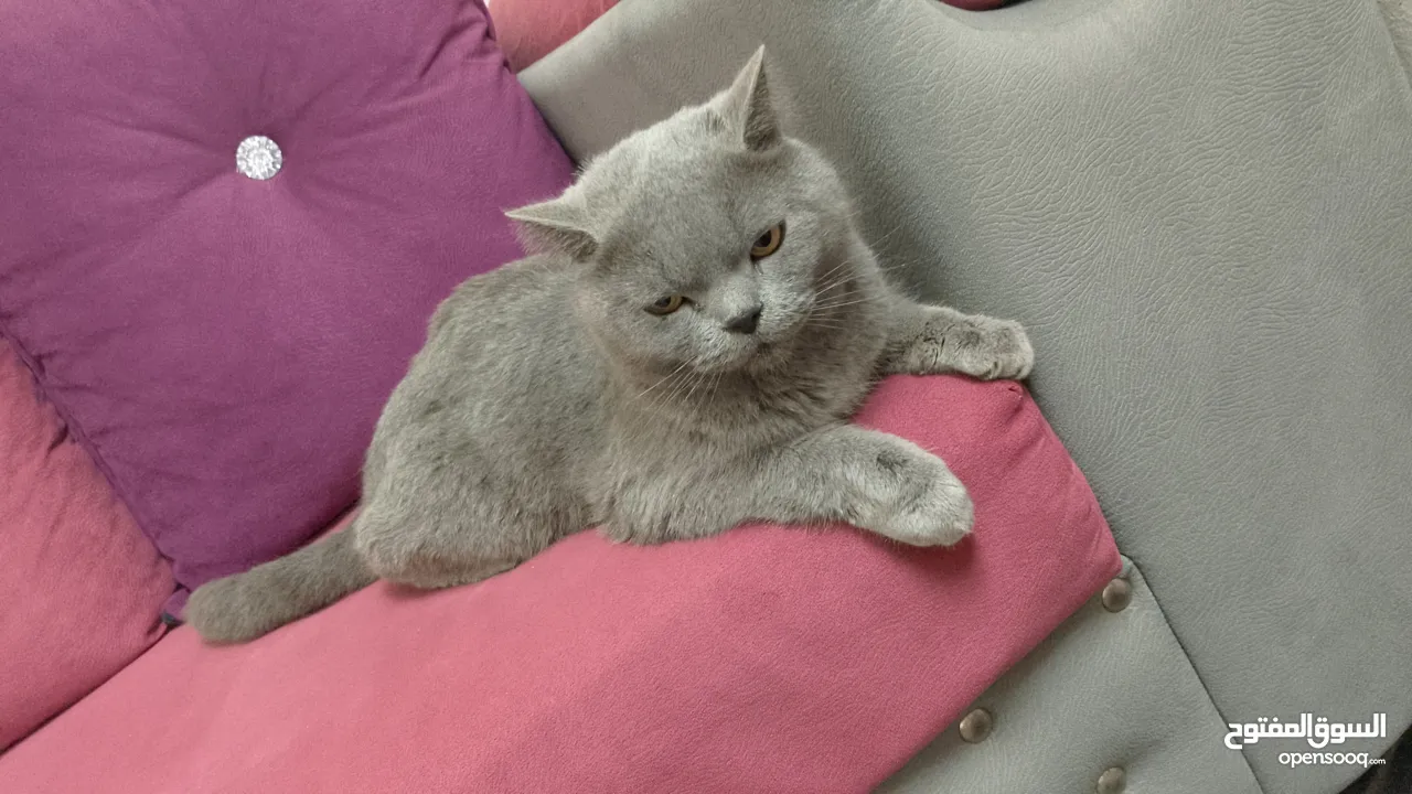 قطه بريطانيه شارتروه جميله هادئة ومحبه ورفيقه للمنزل