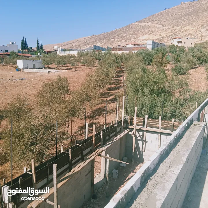 دونم زيتون في النصارية