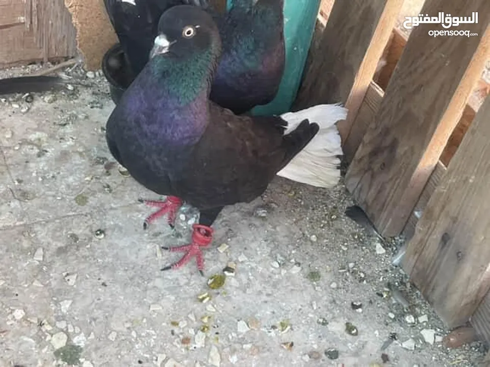 يا غانمين هذول 8حمامات ادفع بحق الله وشيل
