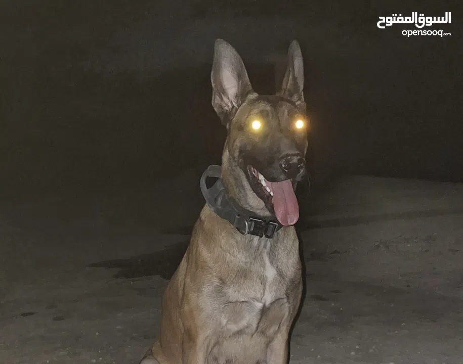 جراو مالينوا الأصل  للبيع  عمر عشرين يوم