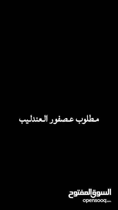 مطلوب عصفور عندليب