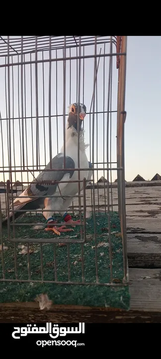 جوز فراخ اسطنابله  زرق وفرخ اسطنبولي احمر حبكين موجودات في الهاشمي الجنوبي