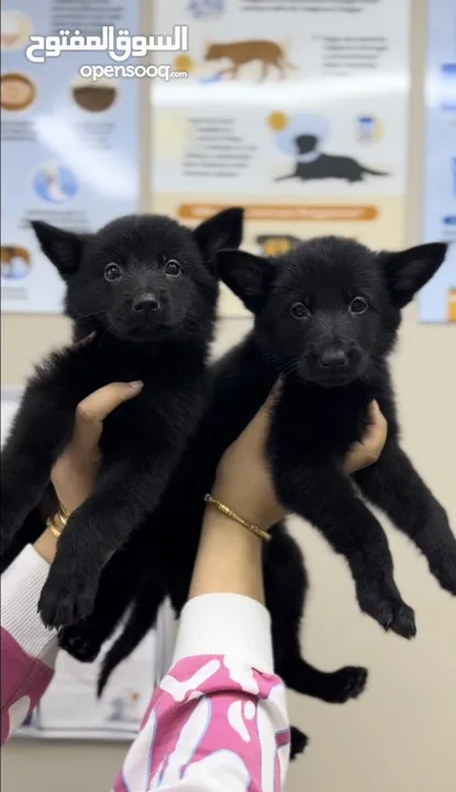 German shepherd puppies يراوه جيرمن شيبرد