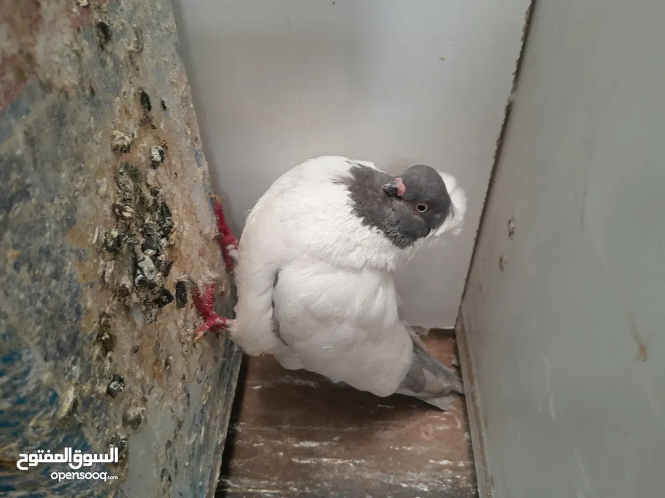 متاح  جواز  حمام الماني  كلو شغال جوز بلوني احمر تحته بيض وطيره مزهوراي حمره مع فرخها  وطيره مسوداي