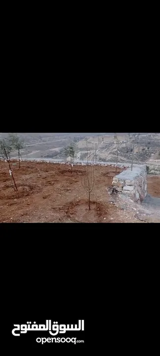 قطعة أرض مرتبة معمرة وجاهزة