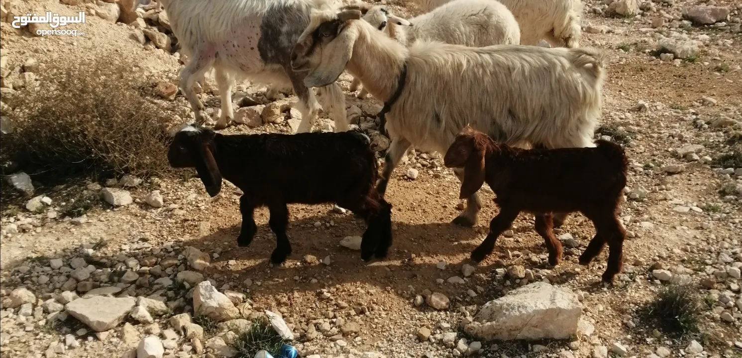 عبور قبرصي و معز مواليد و فحل شامي