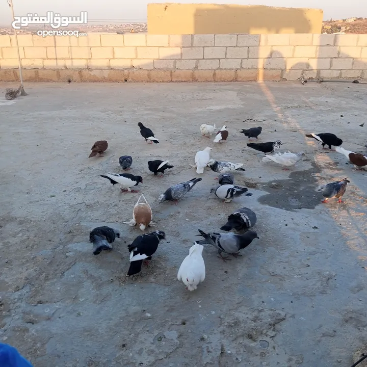 حمام للبيع في مادبا