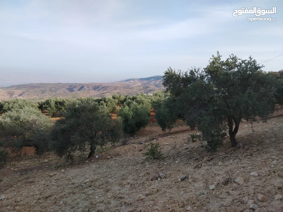مزرعة زيتون ملوكية اطلالة ع الغرب و جبال فلسطين ع ثلاث شوراع قرب شارع الستين ثغرة السلطان