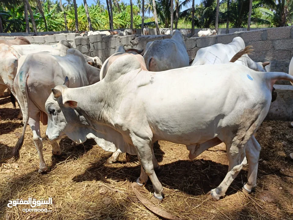 live somali cows