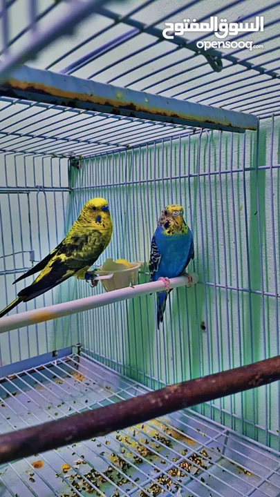 جوز حب منتج