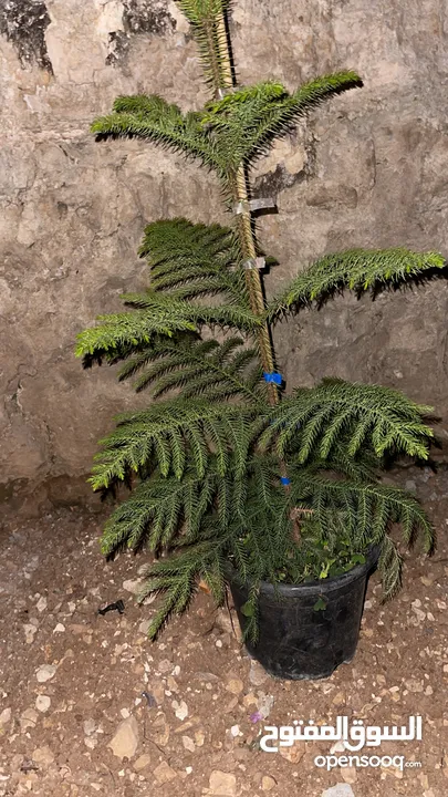 كوخ للبيع بسعر جيد