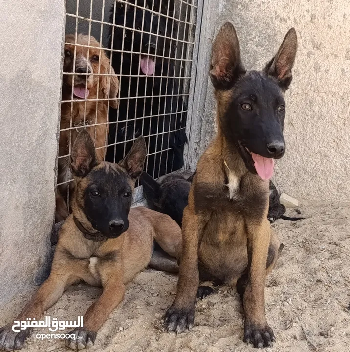 جراء بلجن مالينو و الراعي الهولندي (Belgian Malinois & Dutch Shepherd)