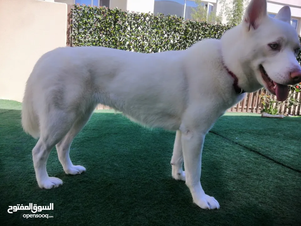 Huskey Siberian - Genuine Breed