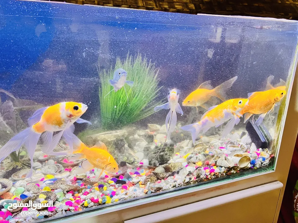 Aquarium with fishes 50 OMR last price urget sale location Al Goubra
