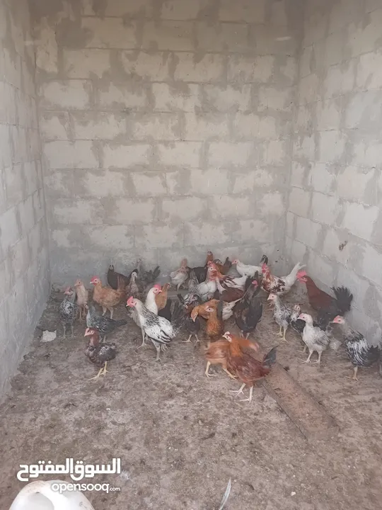 صيصان للبيع عمر 3 اشهر