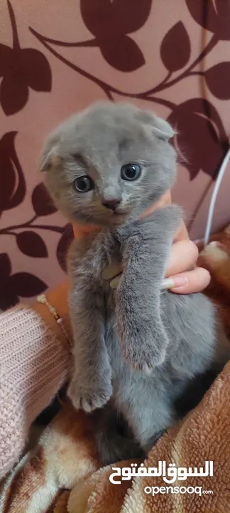 Scottish fold male and female kittens