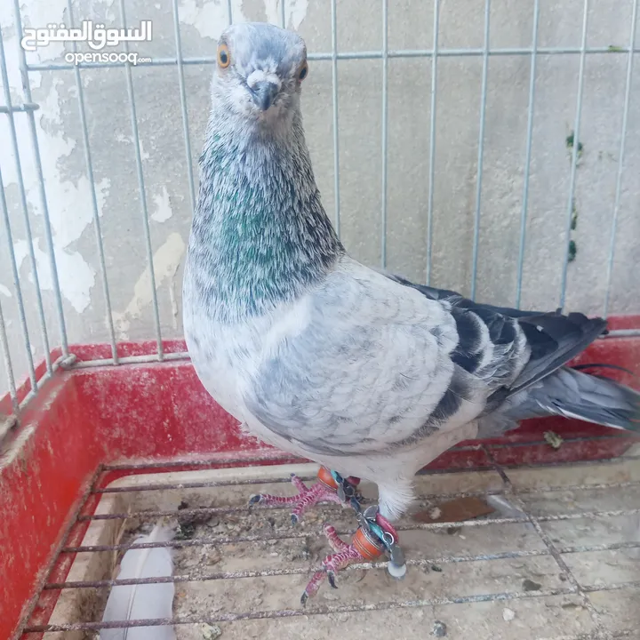 حمام للبيع