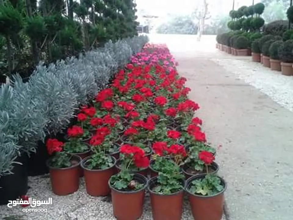 بعد إذن الإدارة  متوفر لدينا شجر زنزلخت الشماسي إيطالي أنثى ارتفاع من 180 سم إلى 250 سم سعر الشجره 6