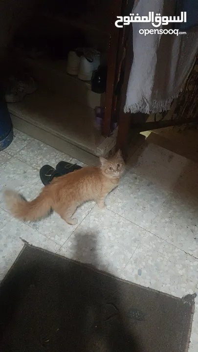 بيع قطط شيرازي