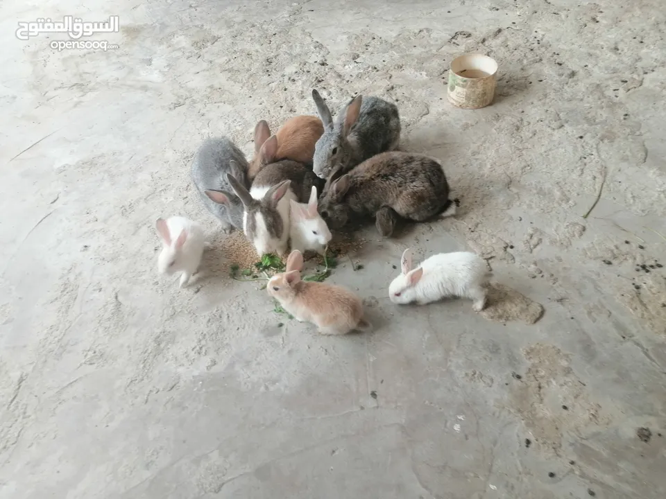 ارانب للبيع مع اولادهن