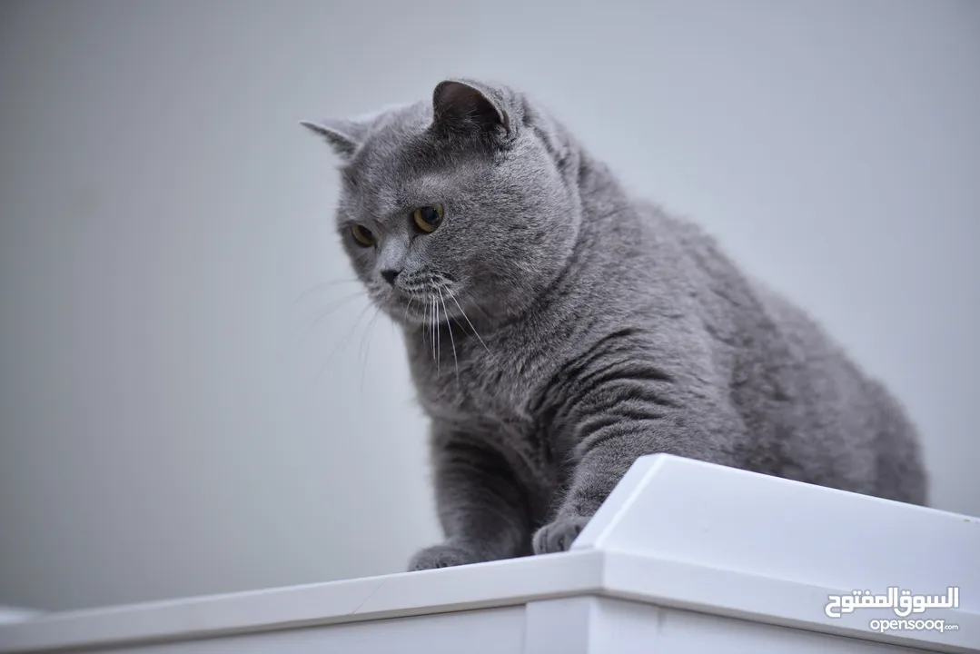 Pure British Shorthair Classic Fawn - بريتش شورت هير كلاسيكي للبيع