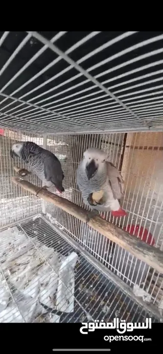 African grey breeder pair with DNA