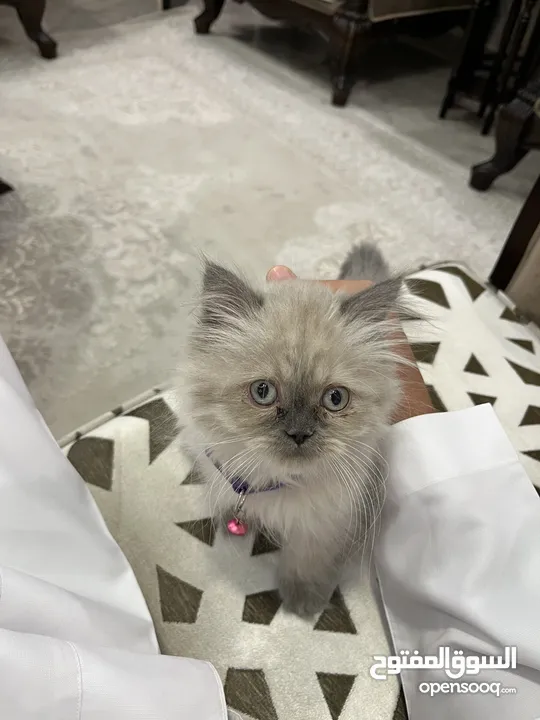 هملايا وايت عمر 4 اشهر مع جميع اغراضها
