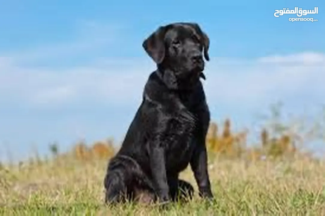 Black Labrador