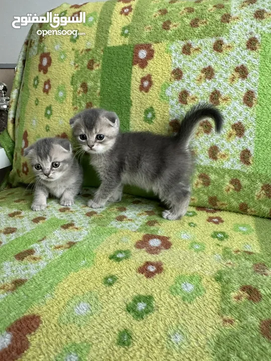 Scottish fold kitten