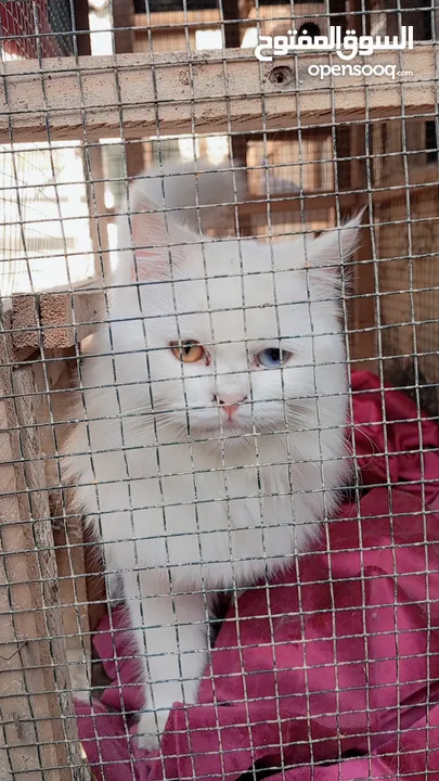 Beautiful Persian female cat .