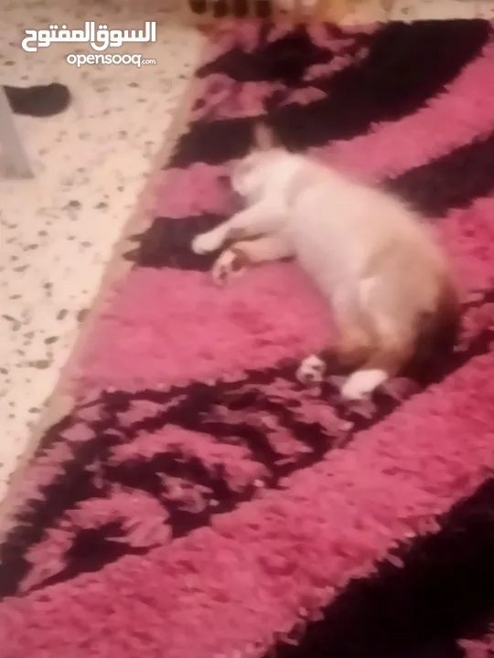 قط للبيع لطيف